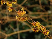 Hamamelis Andrea 2016 01 23 9132